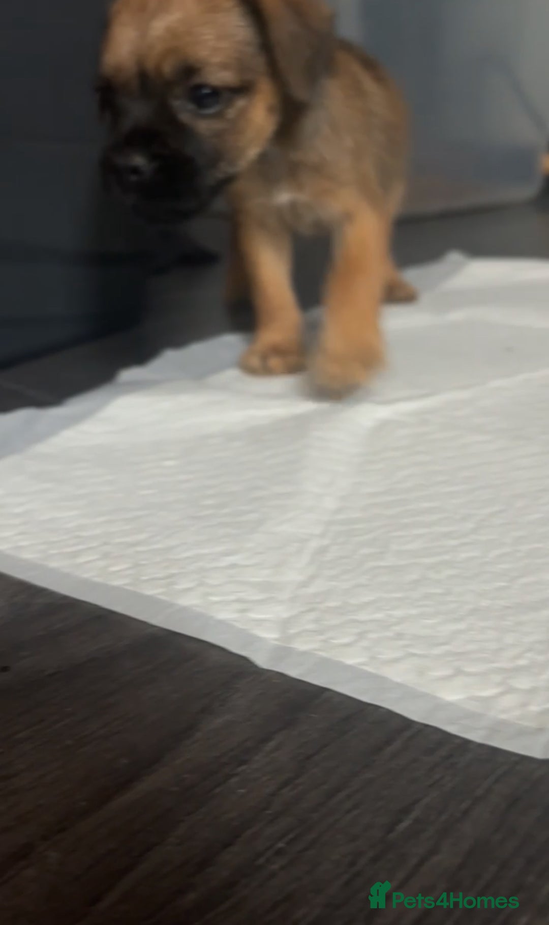 Border Terrier dogs for sale: 2 Lovely border pups - Image 8