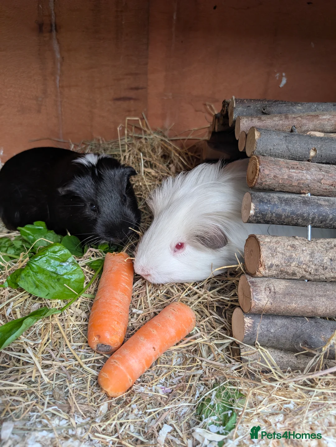 Guinea Pig rodents for sale: Pair of bonded boars looking for loving home  - Advert 6