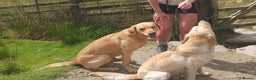 Labrador Retriever dogs for stud: LABRADOR STUD FTW SCARRABUS VANGUARD  in Kilmarnock - Advert 3