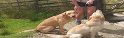 Labrador Retriever dogs for stud: LABRADOR STUD FTW SCARRABUS VANGUARD  in Kilmarnock - Advert 3