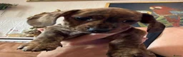Miniature Dachshund dogs for sale: Ready now litter of brindle miniature Dachshunds - Advert 8