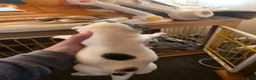 Jack Russell dogs for sale: Mini jack russel pups ready 13 june deposit secure - Advert 10