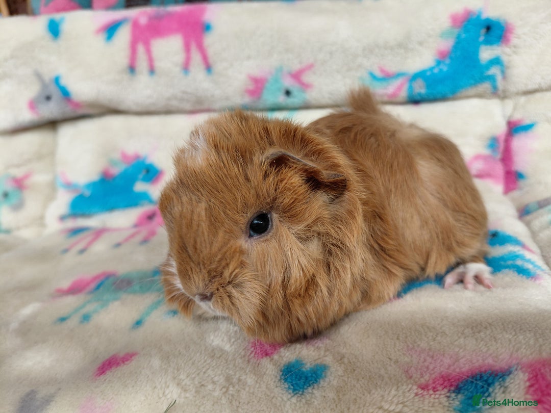 Guinea Pig rodents for sale: Baby Golden Boars / Young Adult Sheltie Boar  RTL  - Advert 8