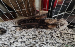 Savannah cats for sale: Savannah x Maine coon - Image 4