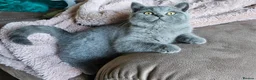 British Shorthair cats for sale: British Shorthair chunky girl - Advert 1