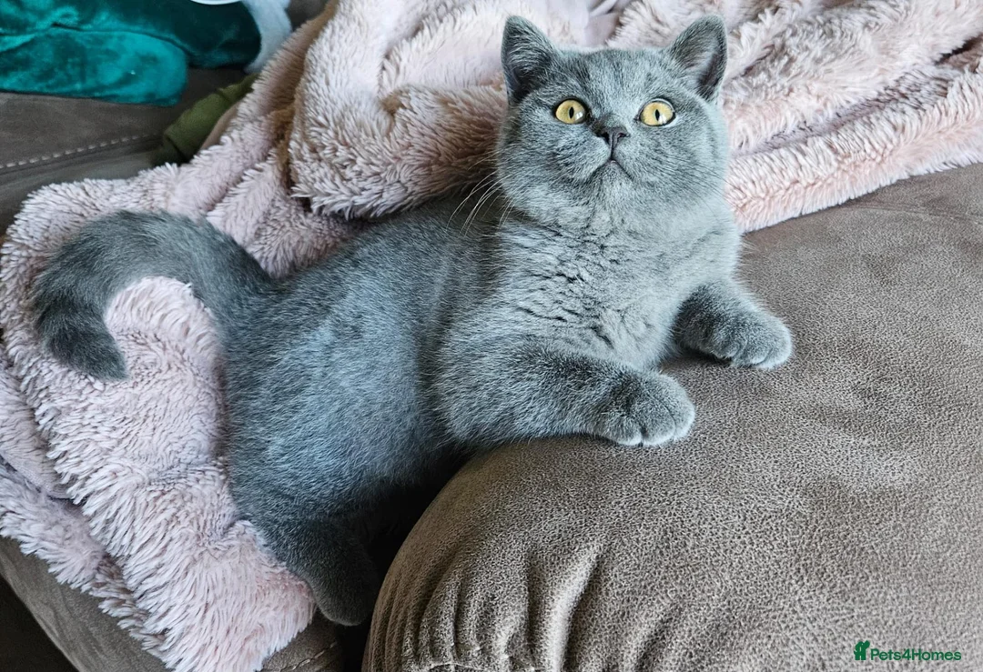 British Shorthair cats for sale: British Shorthair chunky girl - Advert 1