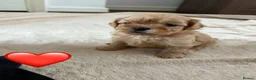 Shih Tzu dogs for sale: Shihtzu puppies - Advert 7