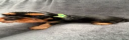 Cavalier King Charles Spaniel dogs for sale: Sweet RKCR Cavalier King Charles Spaniel Puppies - Advert 13