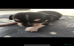 Chihuahua dogs for sale: Chihuahua Puppy 3 - 2 boy, 1 girl  chihuahua  - Image 27