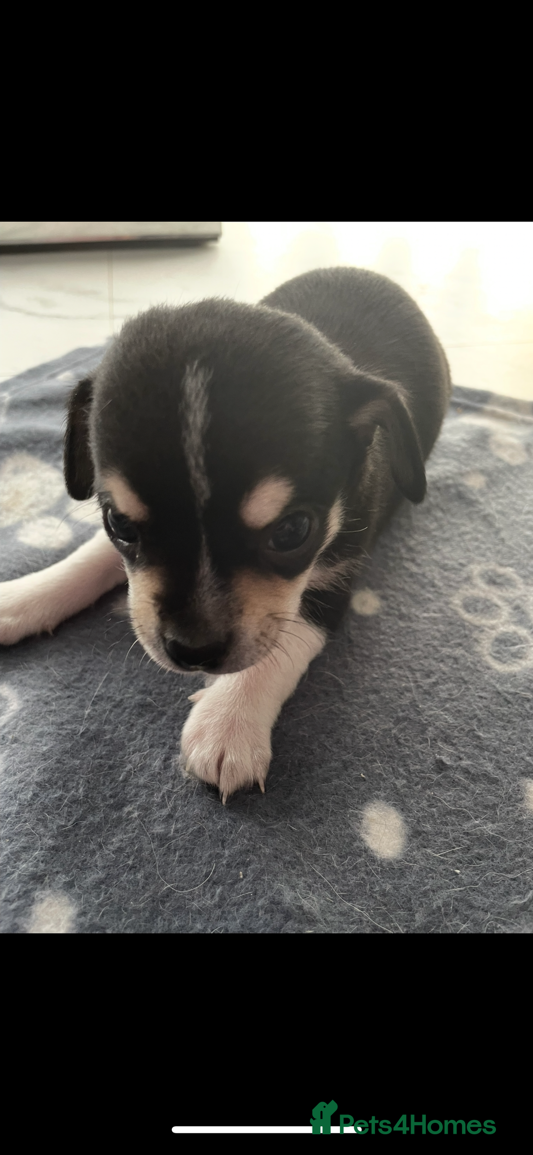 Chihuahua dogs for sale: Chihuahua Puppy 3 - 2 boy, 1 girl  chihuahua  - Image 27