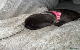 Mixed Breed dogs for sale: Cane corso mix Akita  - Image 17