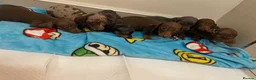 Miniature Dachshund dogs for sale: Miniature dachshund puppies  - Advert 2