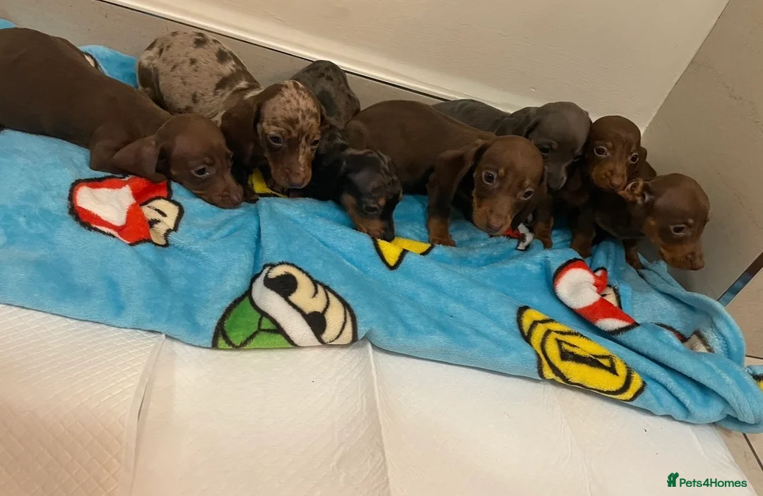 Miniature Dachshund dogs for sale: Miniature dachshund puppies  - Advert 2