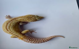 Gecko reptiles for sale: Breeding Adults Leopards and African Fat Tails  - Image 5