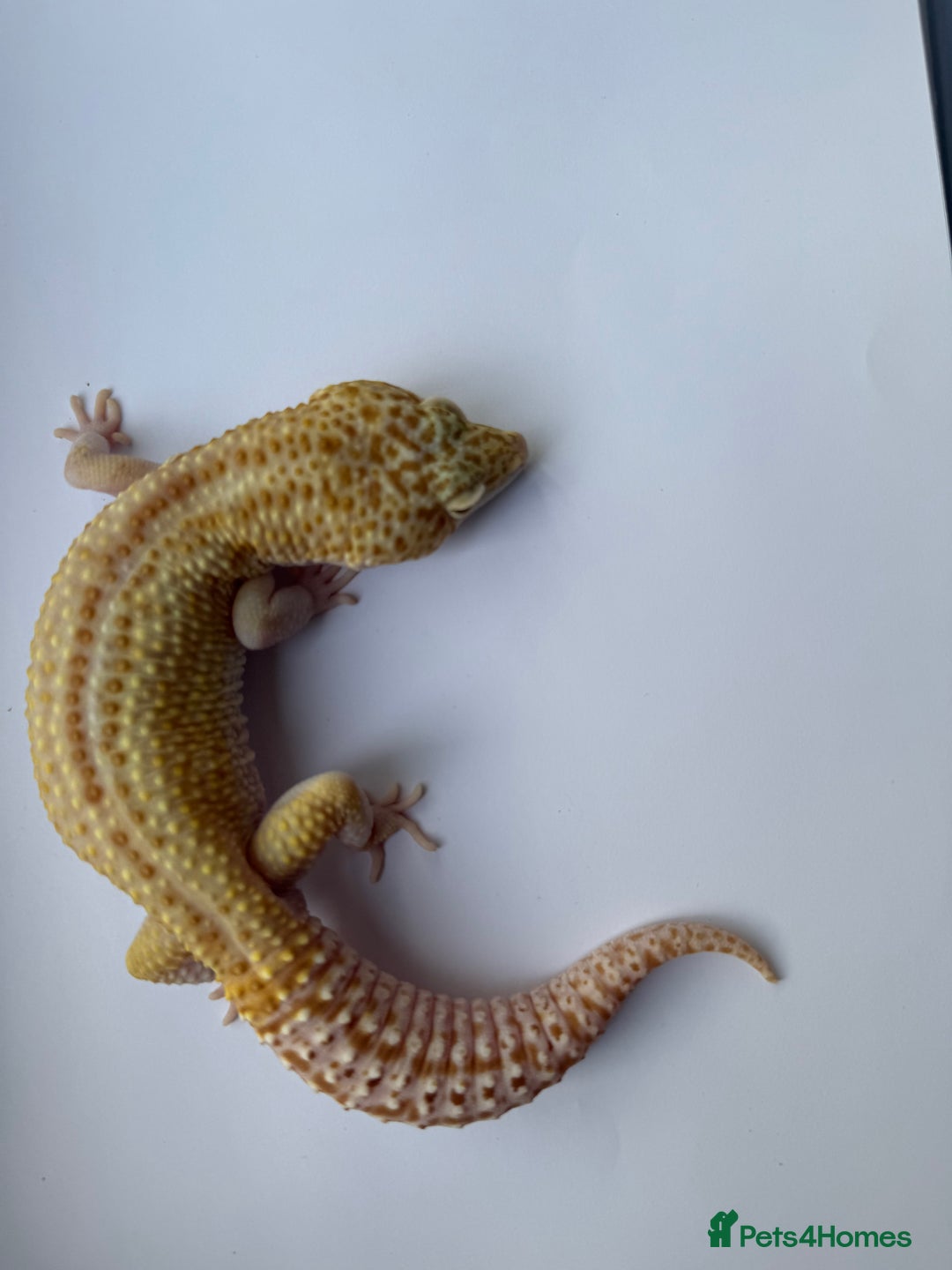 Gecko reptiles for sale: Breeding Adults Leopards and African Fat Tails  - Image 5