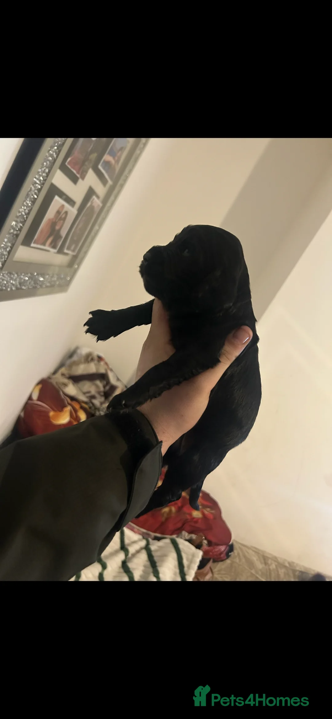 Cocker Spaniel dogs for sale: Cocker spaniel puppies  in Bishop Auckland - Advert 2