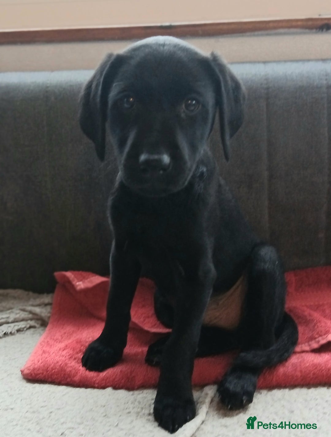 Labrador Retriever dogs for sale: Labrador  - Advert 2