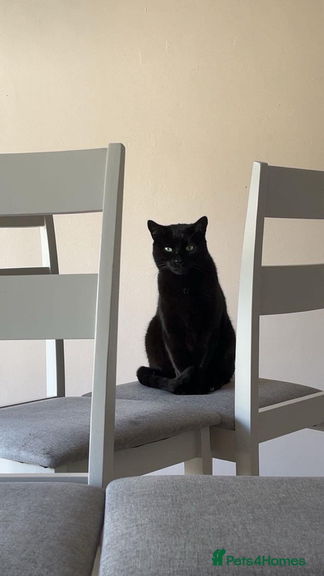 Mixed Breed cats for sale: 4 year old male cat called moses - Advert 2