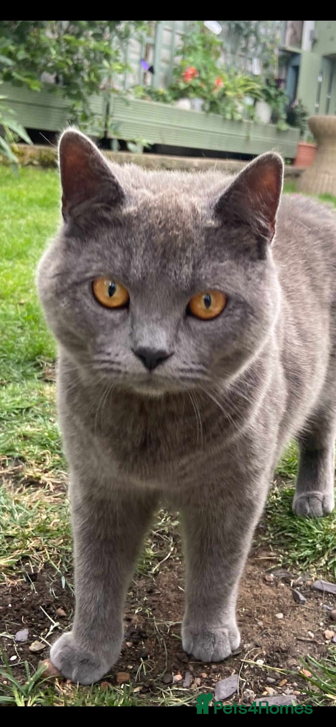British Shorthair cats for sale: Beautiful British blues and colourpoints  - Image 19