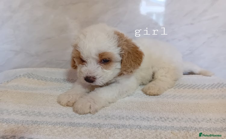 Cavapoo dogs - Advert 8