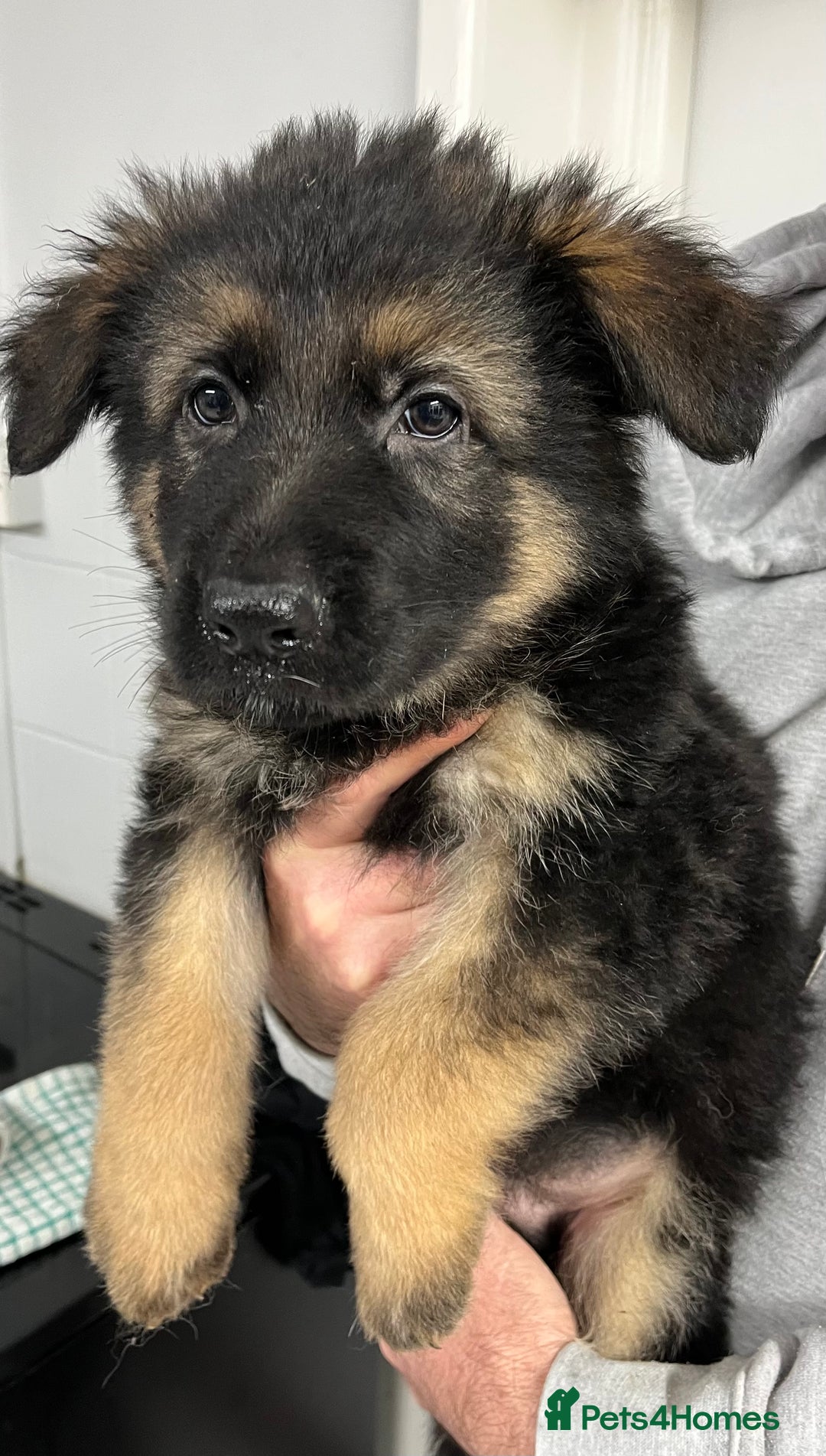 German Shepherd dogs for sale: Gorgeous pure German Shepherd Puppies  - Advert 7