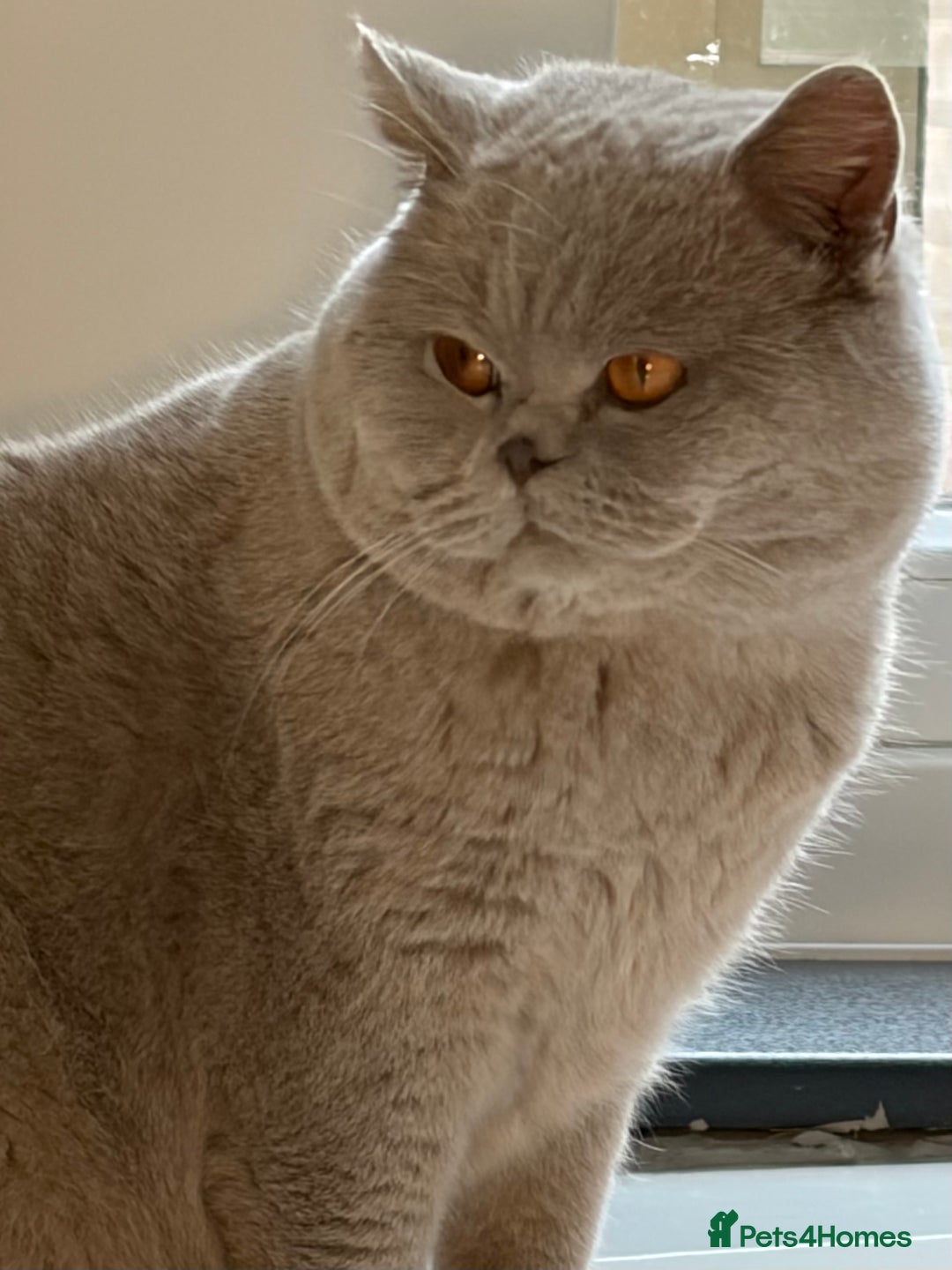 British Shorthair cats for stud: Thorn Stud duties only just 2 years old - Advert 1