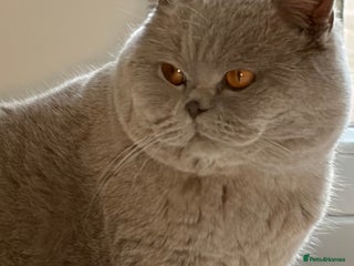 British Shorthair cats Thorn Stud duties only just 2 years old - Advert 2
