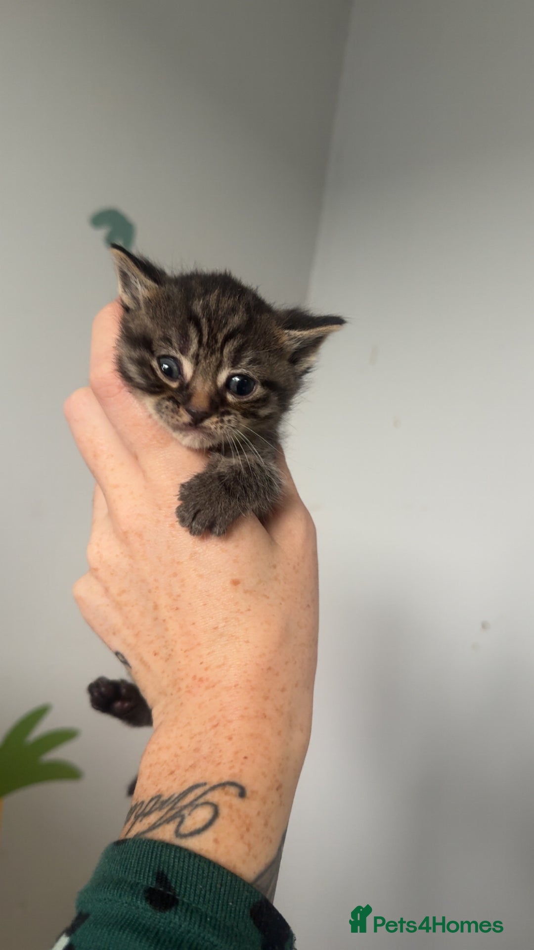 Ragdoll cats for sale: Ragdoll X Tabby  - Advert 5