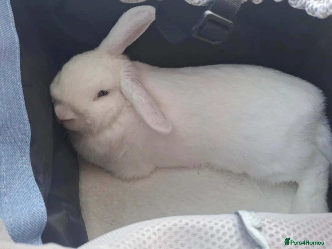 English Lop rabbits for sale: Rabbit - Advert 2