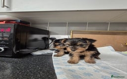 Yorkshire Terrier dogs for sale: 3 beautiful yorkies puppies - Image 5