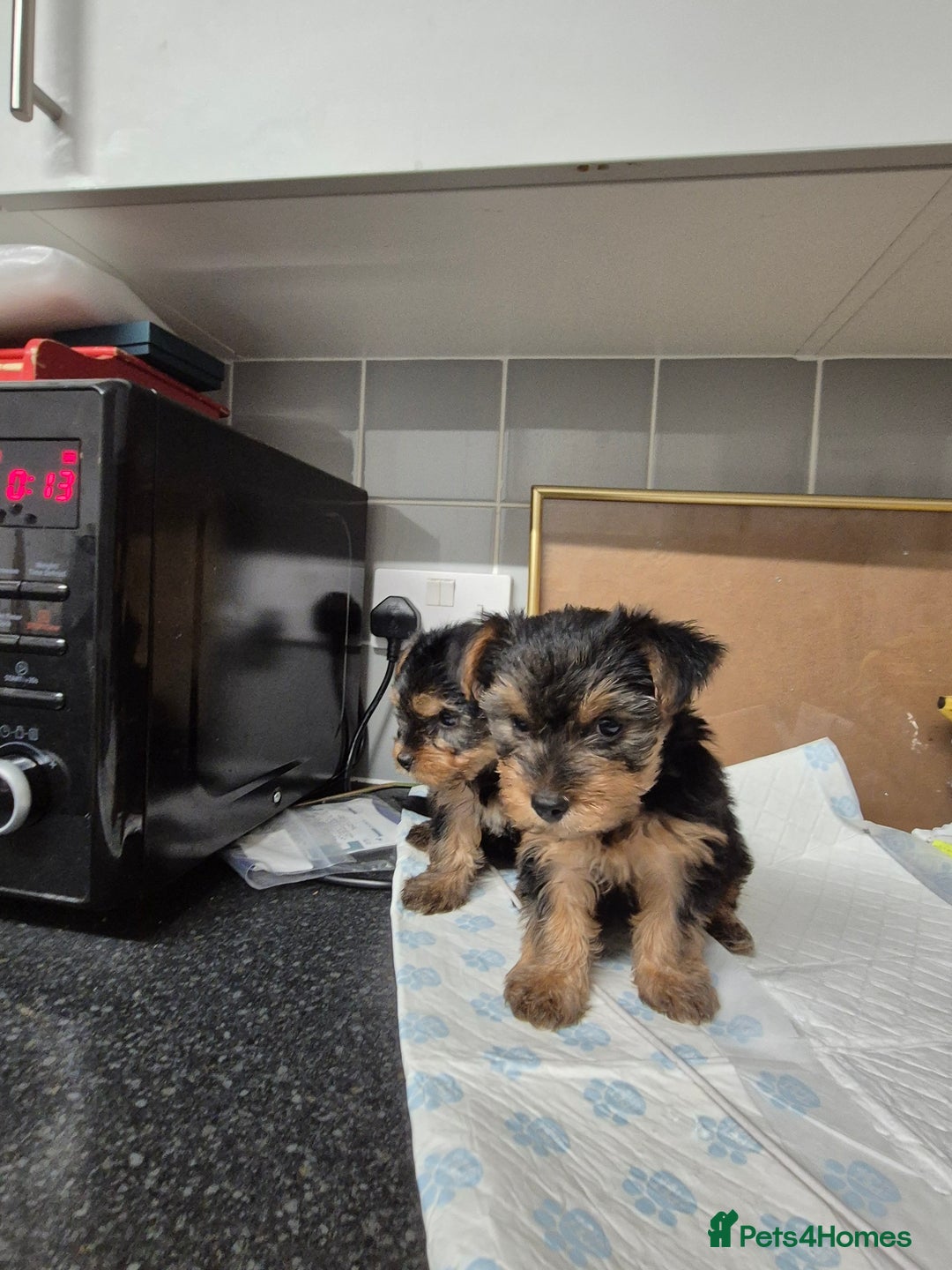 Yorkshire Terrier dogs for sale: 3 beautiful yorkies puppies - Image 5