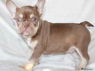 French Bulldog dogs RARE-NEW SHADE ROJO / LILAC NON FLUFFY FRENCHIES - Advert 5