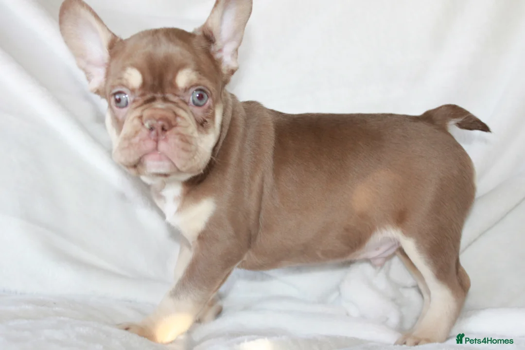 French Bulldog dogs for sale: RARE-NEW SHADE ROJO or LILAC FRENCHIES KC REG - Advert 5