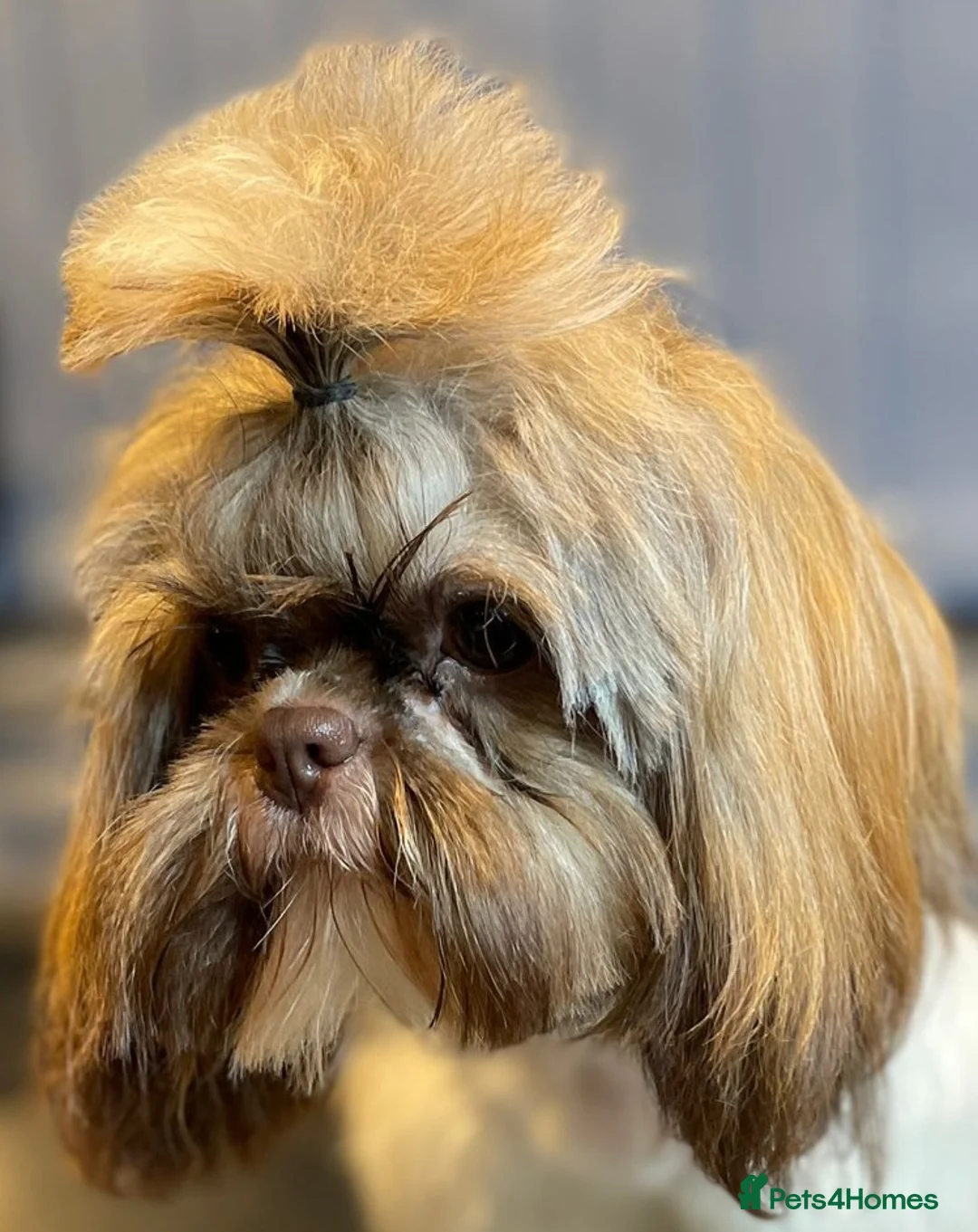 Shih Tzu dogs for sale: Imperial Shih Tzu female, 22 months KC registered. - Advert 16