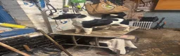 Fox Terrier dogs for sale: Smooth fox terrier puppy’s  - Advert 4