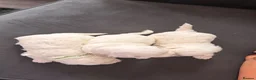 Maltese dogs for sale: 💙🩷 For Sale Beatifull Puppies Maltese💙🩷 - Advert 4