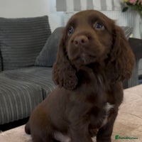 Cocker Spaniel dogs - Advert 13