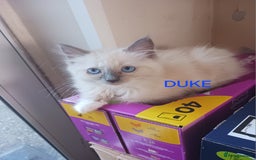 Ragdoll cats for sale: CUTE RAGDOLL KITTENS  - Image 6