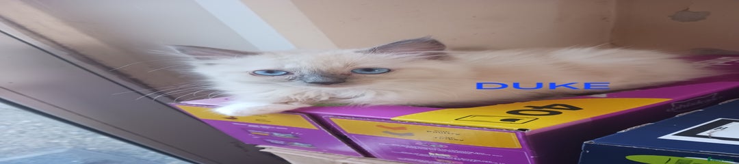 Ragdoll Kitten 3