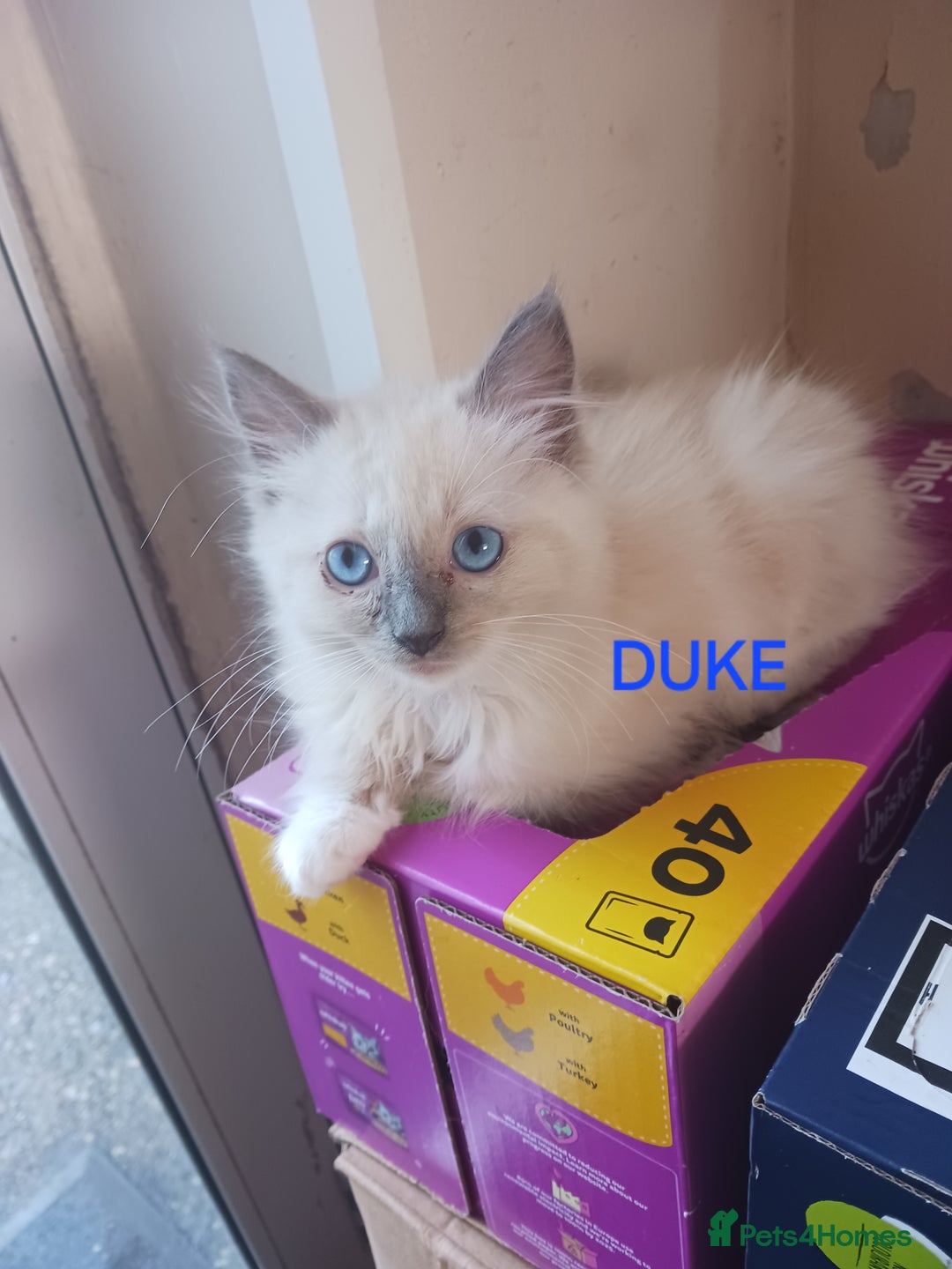 Ragdoll cats for sale: CUTE RAGDOLL KITTENS  - Image 6