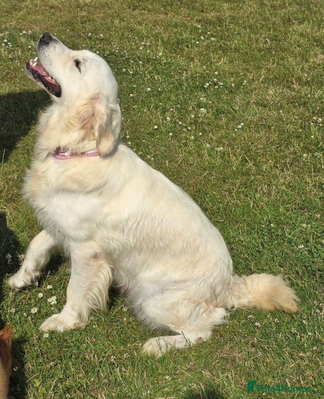 Golden Retriever dogs for sale: Golden Retriever  - Advert 9