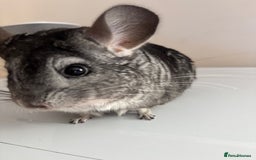 Chinchilla rodents for sale: 4 Female Chinchilla for sale  - Image 6