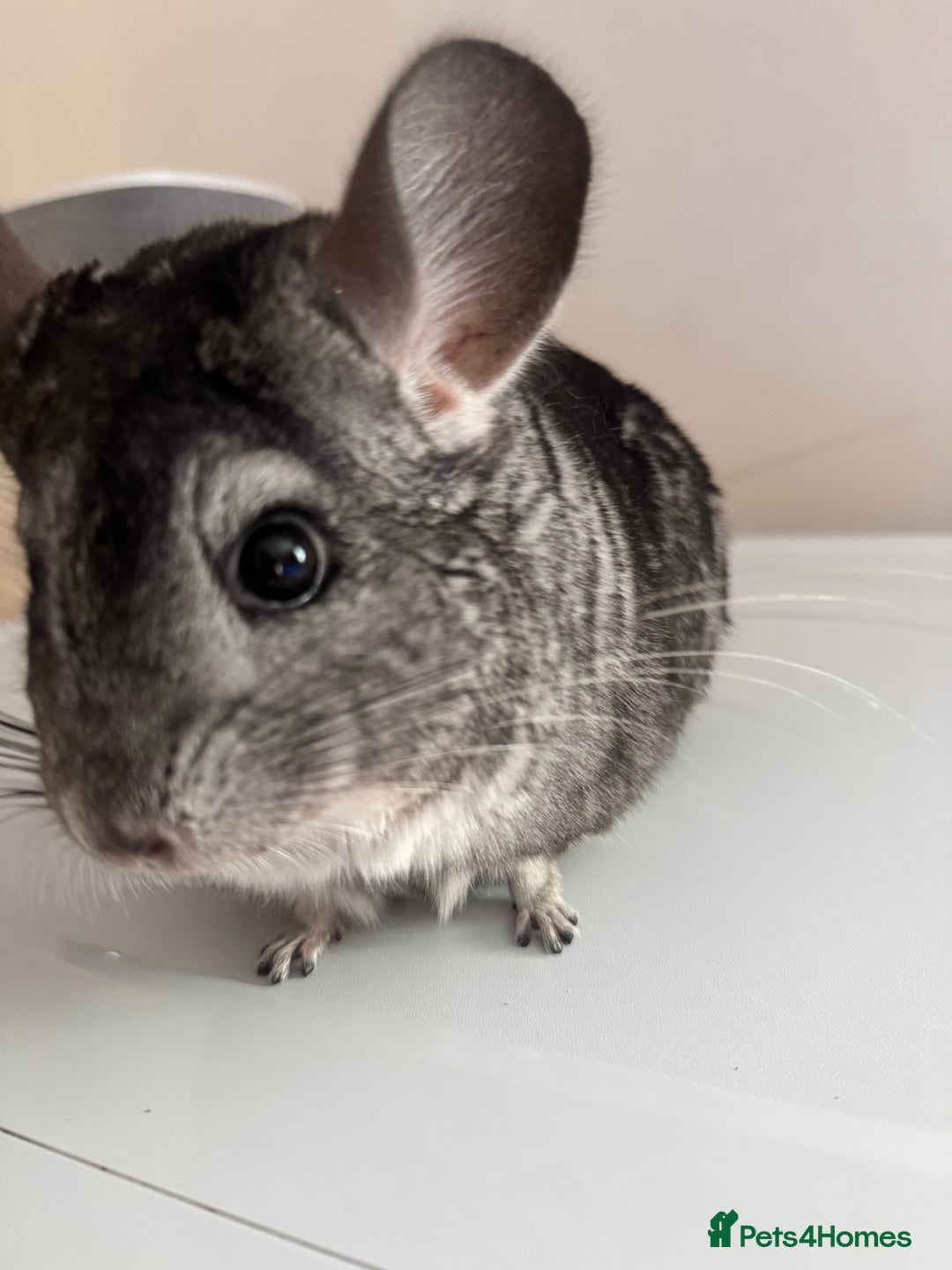 Chinchilla rodents for sale: 4 Female Chinchilla for sale  - Image 6