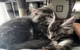 Maine Coon cats for sale: GCCF & TICA Reg Affectionate Maine Coon kittens - Image 21