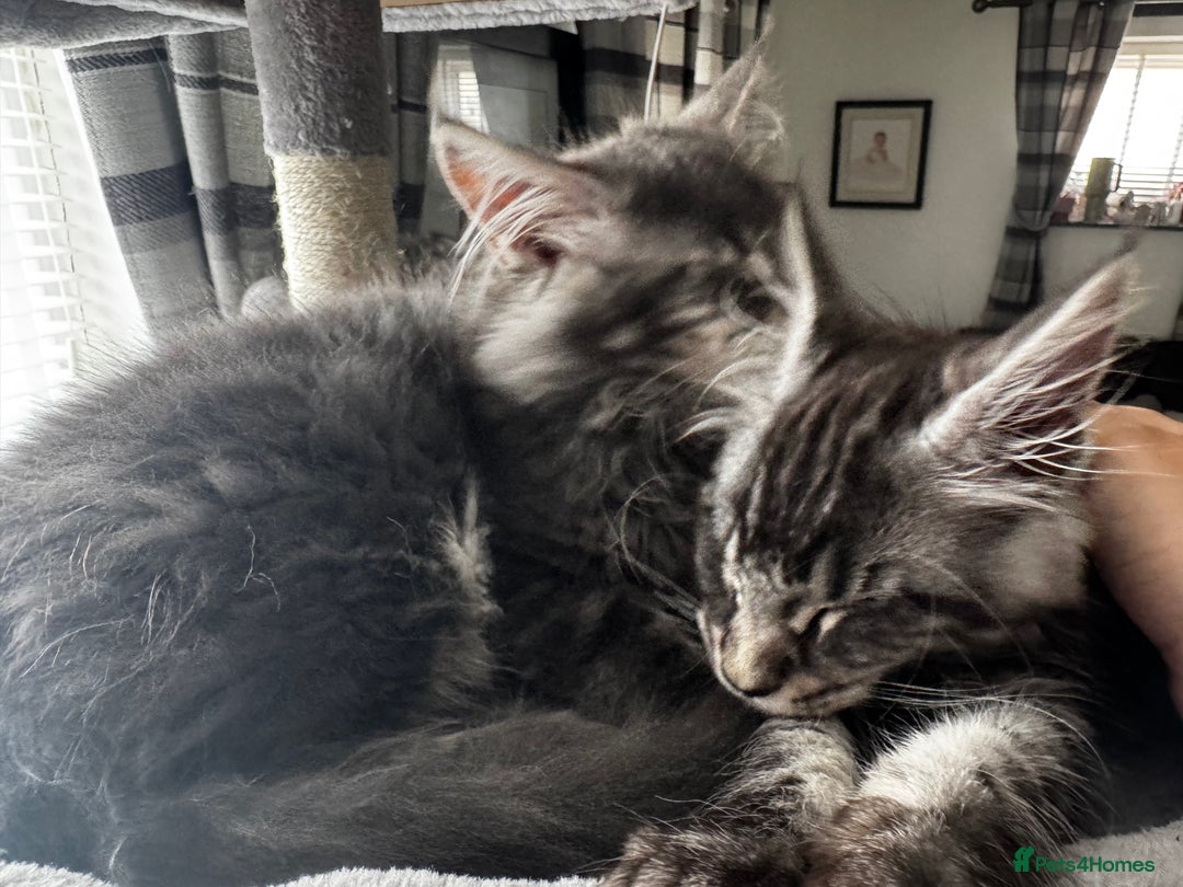 Maine Coon cats for sale: GCCF & TICA Reg Affectionate Maine Coon kittens - Image 21