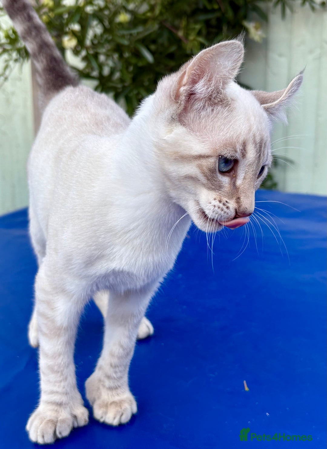 Savannah cats for sale: Superb polydactyl curled eared snow leopard  - Image 7