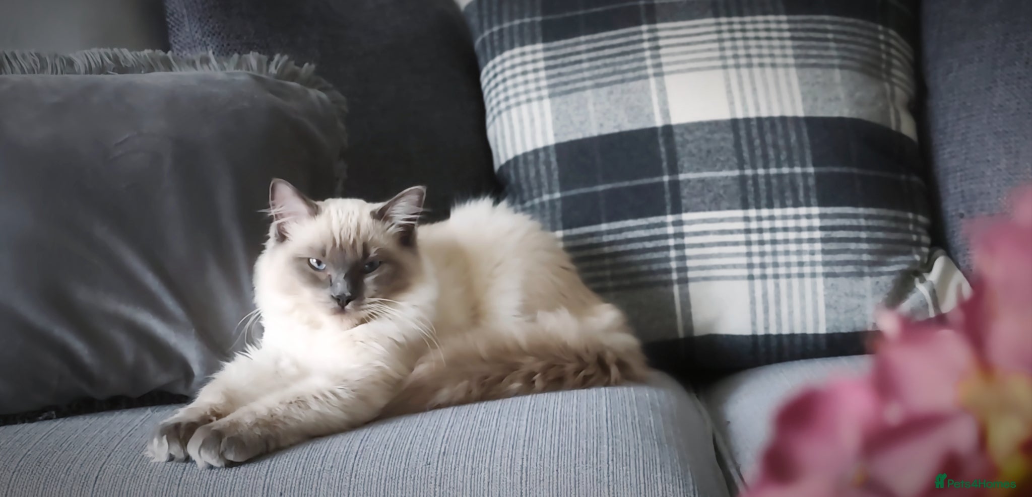 Ragdoll cats for sale: Beautiful Blue Point Ragdoll – 1 Year Old - Advert 9