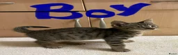 Mixed Breed cats for sale: Bengal cross kittens - Advert 22