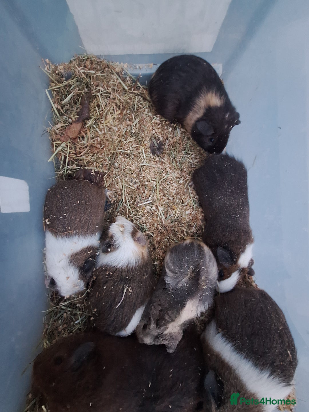 Guinea Pig rodents for sale: Baby male guinea pigs for sale £25 each  - Advert 14