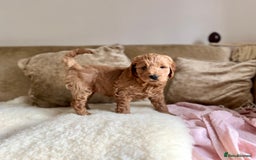 Mini Goldendoodle dogs for sale: Miniature Goldendoodle F1b Puppies - Image 12